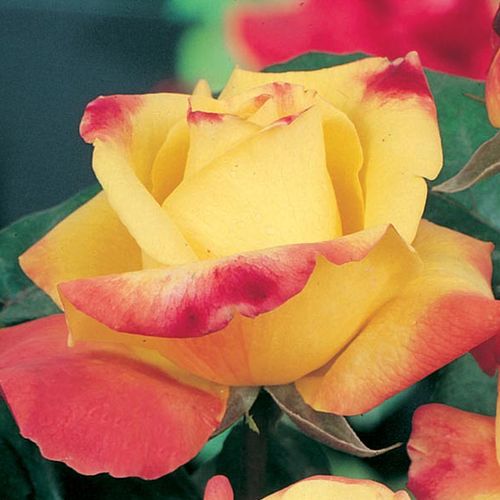 Rosa Horticolor™ - giallo - rosa - rose ibridi di tea